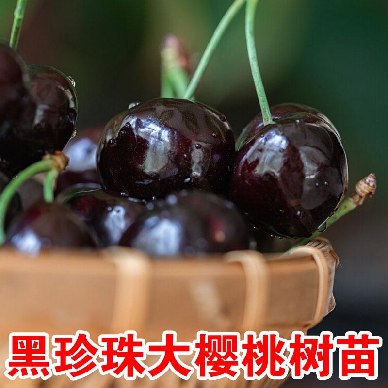 嫁接黑珍珠大樱桃树苗肉厚汁甜大果盆栽地栽车厘子南北方种植耐寒