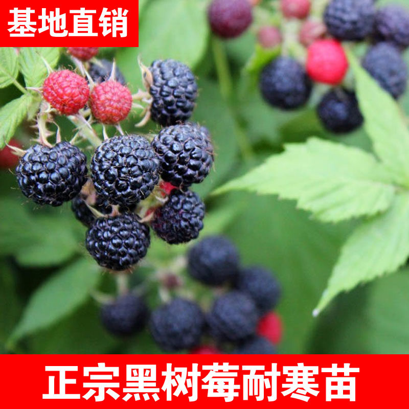 东北黑树莓苗黑莓树苗双季覆盆子南北方种植耐寒盆栽地栽当年结果