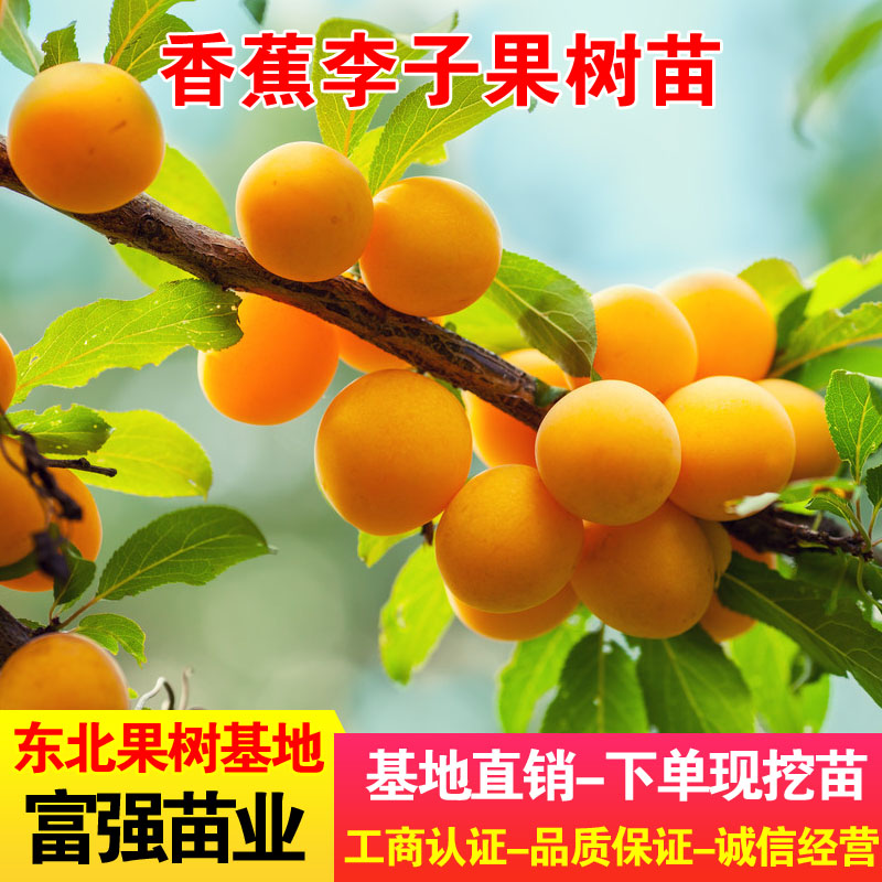 香蕉李子果树苗东北黄李子独特香蕉口感李子品种树苗盆栽地栽结果