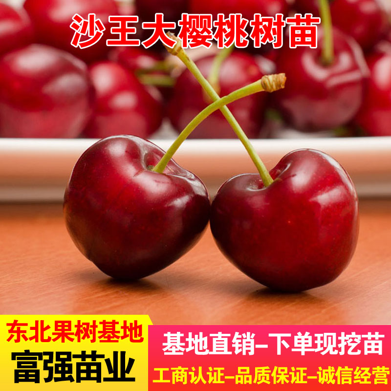 沙王大樱桃树苗嫁接苗盆栽地栽珍贵稀有品种大樱桃苗新品种抗耐寒