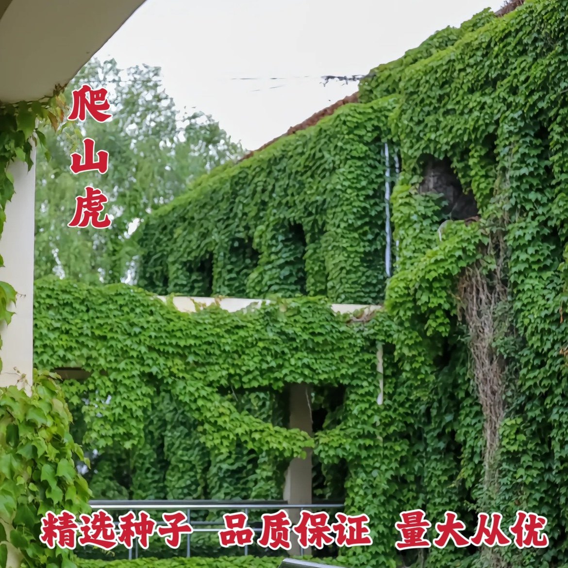 爬山虎种子四季常青攀援爬藤植物家庭园艺种子