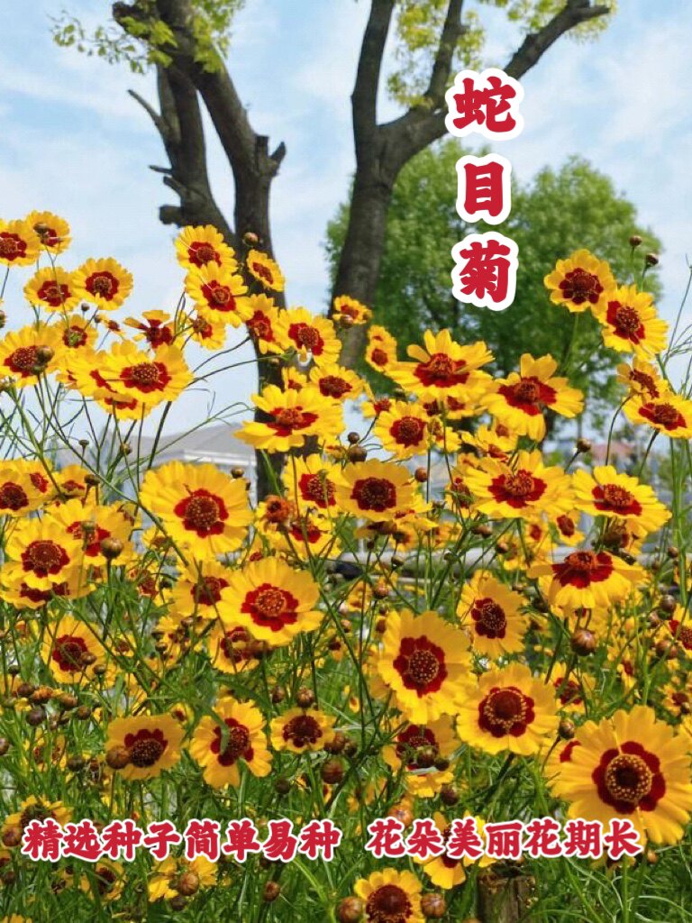蛇目菊种子花期长耐寒昆仑雪菊双色金鸡菊花种子盆栽庭院花卉种籽