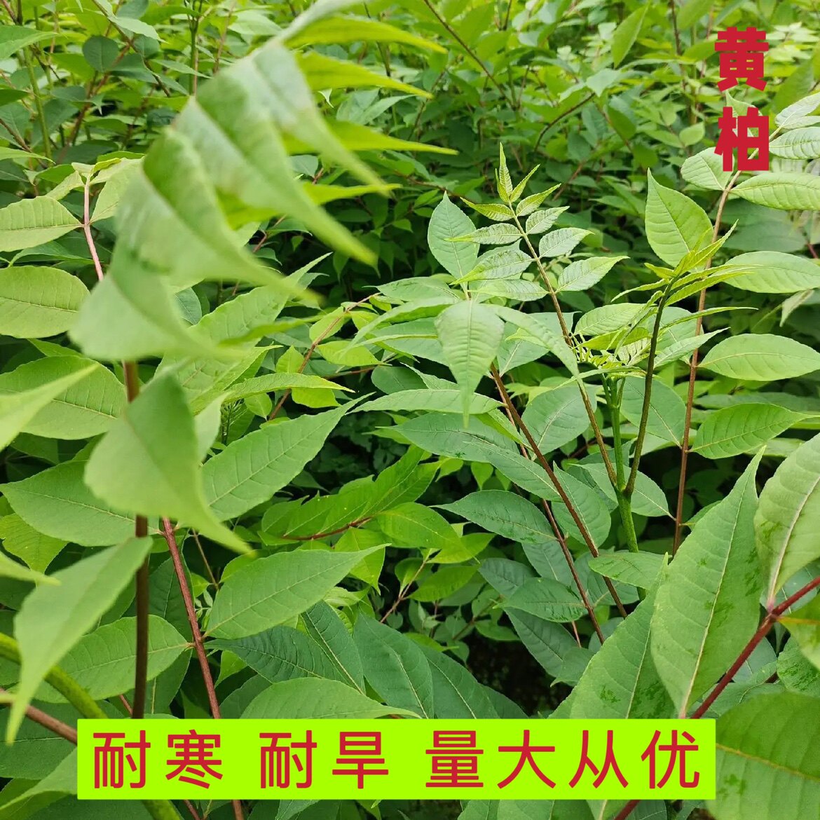 药材黄柏种子黄檗圆柏檗木黄菠萝籽川黄柏种子园林绿化林木树种子