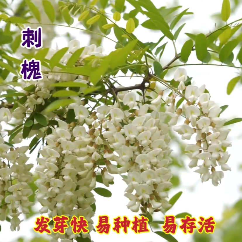 新采刺槐种子白花刺槐种籽多年生四季可播种灌木种子护坡固土耐寒