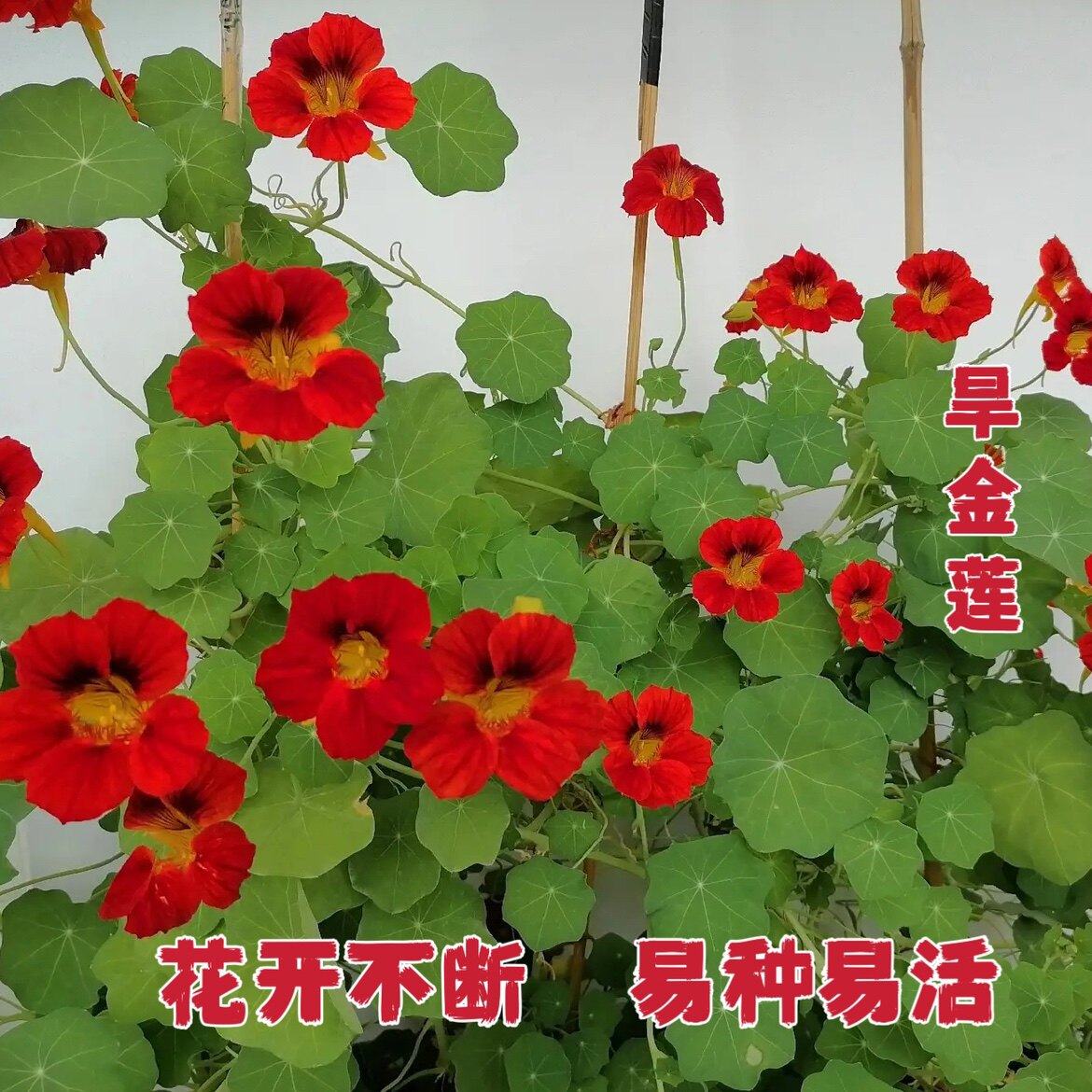 旱金莲种子金莲花种子四季种值室内外阳台爬藤花卉旱荷花种籽垂钓