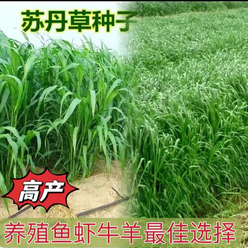 牧草苏丹草草籽四季高产进口高丹家庭园艺种子