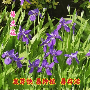 马兰花种子马蔺草耐旱耐涝耐盐碱适应性强多年生四季种植花海园林