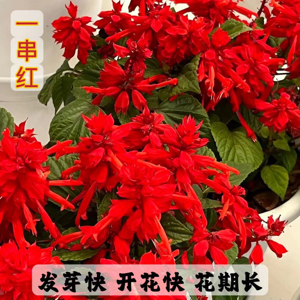 一串红种子高杆矮杆耐热耐旱花期长庭院阳台盆栽花海植物花卉种籽