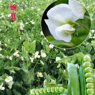 青豌豆种子甜豌豆种子白豌豆种子麻豌豆种子四季播豌豆芽苗菜种子