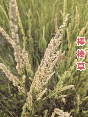 棒棒草籽小龙虾养殖水草苦梗草菵草水粺籽耐寒低温挺水水草种籽