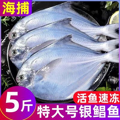 特大鲳鱼深海新鲜批发