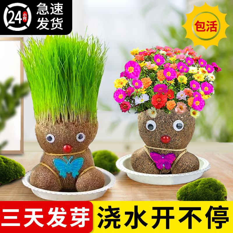草头娃娃开花可爱长草猫草绿植物小盆栽室内桌面儿童创意迷你水培
