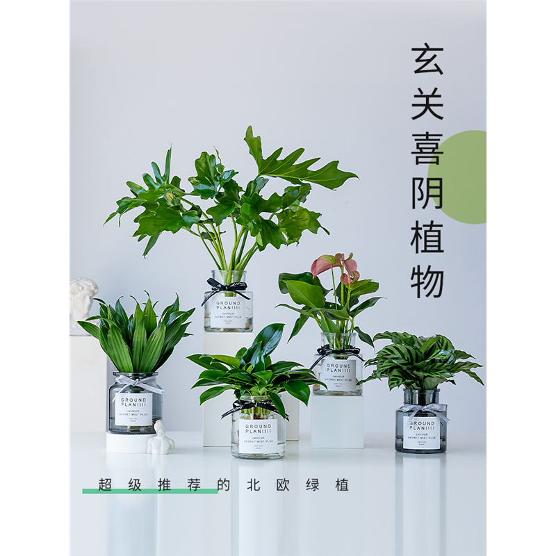 清新水培干净清爽！！