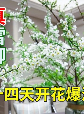 雪柳干枝鲜枝水培雪柳干支盆栽水养鲜切花年宵花束枝条树苗喷雪花