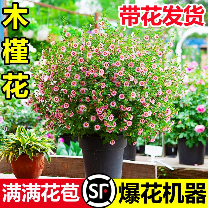小木槿花卉盆栽棒棒糖耐寒耐热庭院室内阳台四季开花好养植物大全