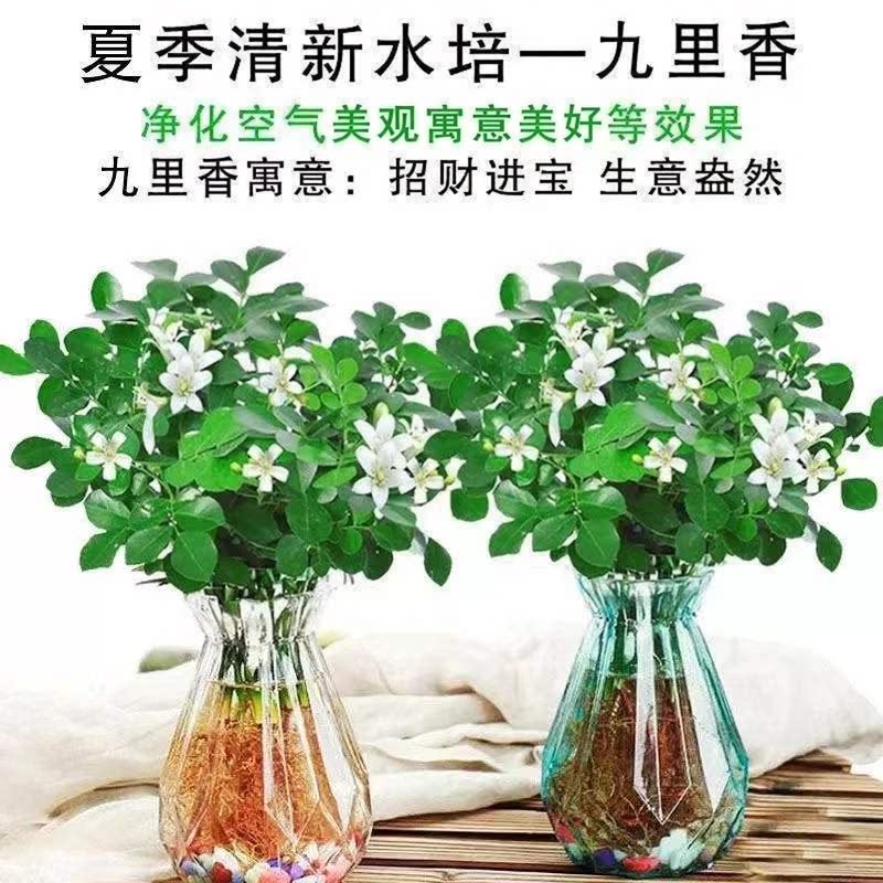 绿植北欧风透明吸水懒人办公文竹