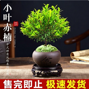 小叶赤楠盆景老桩植物办公室内绿植盆栽阳台好养紫檀桌面金丝楠木
