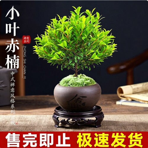 小叶赤楠盆景老桩植物办公室内绿植盆栽阳台好养紫檀桌面金丝楠木