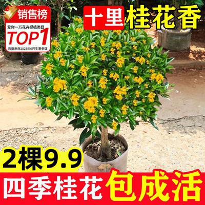 原生桂花，四季常青，现挖现发