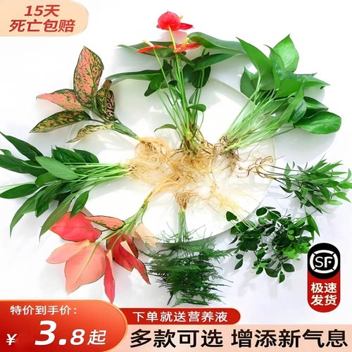 水养绿植室内水培花卉水养苗 绿萝发财树白掌盆栽桌面水培易成活