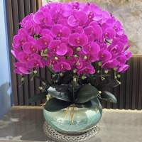 Phalaenopsis flower seedlings with flower stems and flower buds, potted large orchid seedlings, indoor plants and flowers for the living room, easy to grow throughout the four seasons thumbnail 2