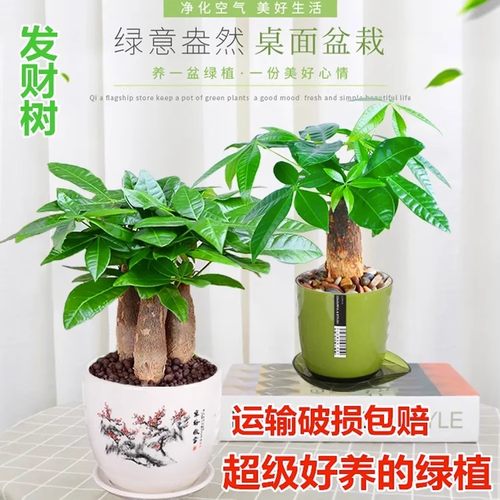 发财树盆栽室内客厅桌面绿植小盆景大发财树苗招财树吸甲醛植物