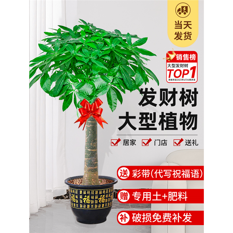 发财树盆栽大棵室内摆客厅大型步步高招财树绿植物办公室乔迁开业