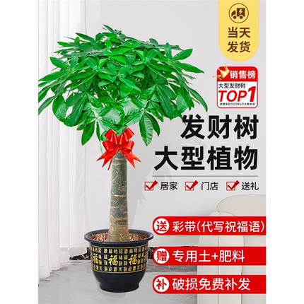 发财树盆栽大棵室内摆客厅大型步步高招财树绿植物办公室乔迁开业