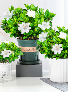 栀子花盆栽带花苞四季花卉室内客厅观花植物枝枝花浓香型好养的花
