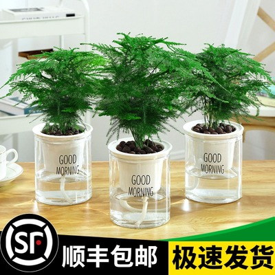 文竹盆栽盆景植物室内客厅花卉办公室桌面绿植好养四季常青大盆栽