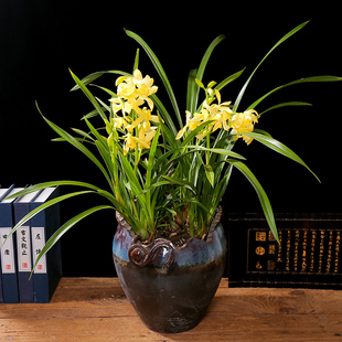 兰花盆栽带花苞花卉植物室内好养绿植墨兰花苗高颜值花香妃建剑兰