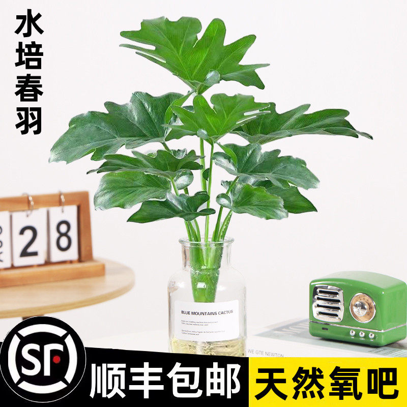 水培春羽盆栽办公室内吸甲醛客厅花卉好水养龟背竹天堂鸟春雨植物图片