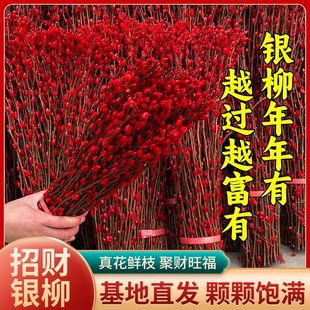 银柳真花鲜枝年宵花红色银柳干花室内水培植物福桶装饰发财果盆栽