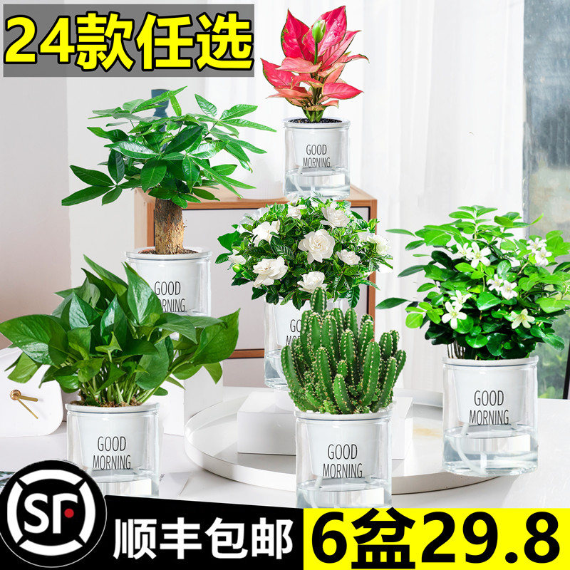 绿植绿萝发财树多肉水培植物花卉室内盆栽九里香栀子花富贵竹易活