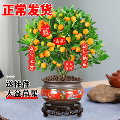 四季金桔树苗盆栽带果发货室内客厅花卉绿植招财植物净化空气好养