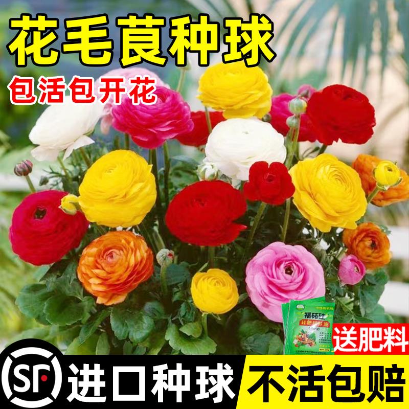 进口花毛茛洋牡丹盆栽种子重瓣带芽铃兰种球根球室内外阳台四季开