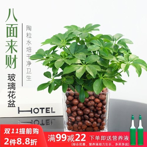 八面来財盆栽七叶莲招财树鸭脚木水培植物室内好养净化空气绿植