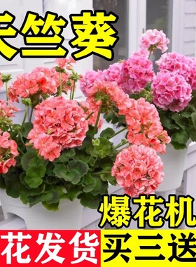 重瓣天竺葵盆栽花苗大花开花不断洋绣球苗室内阳台好养的花卉