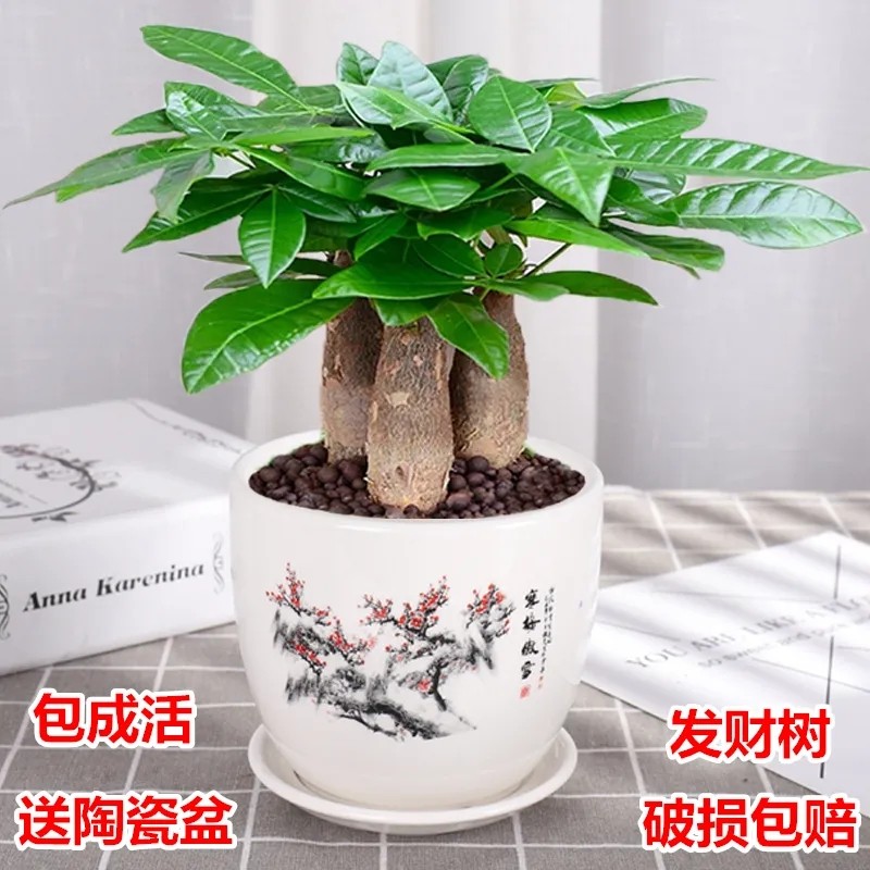 发财树盆栽室内客厅桌面绿植小盆景大发财树苗招财树吸甲醛植物-封面