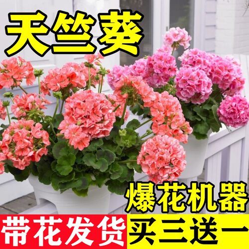 重瓣天竺葵盆栽花苗带花苞室内垂吊大花卉四季开花鲜花绿植物好养