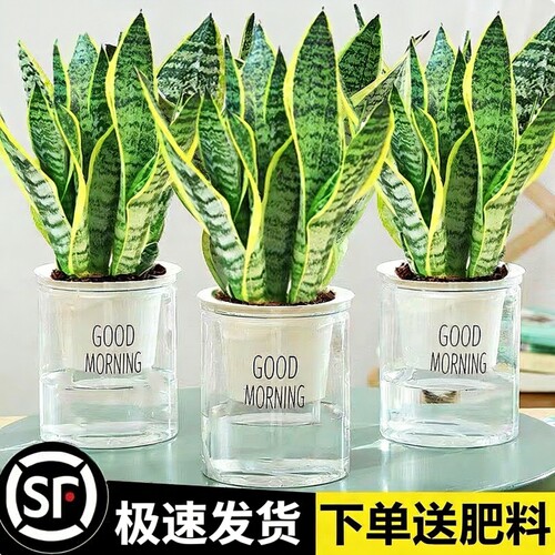 金边虎皮兰虎尾兰盆栽花卉多肉水培植物绿植室内吸四季常青客厅