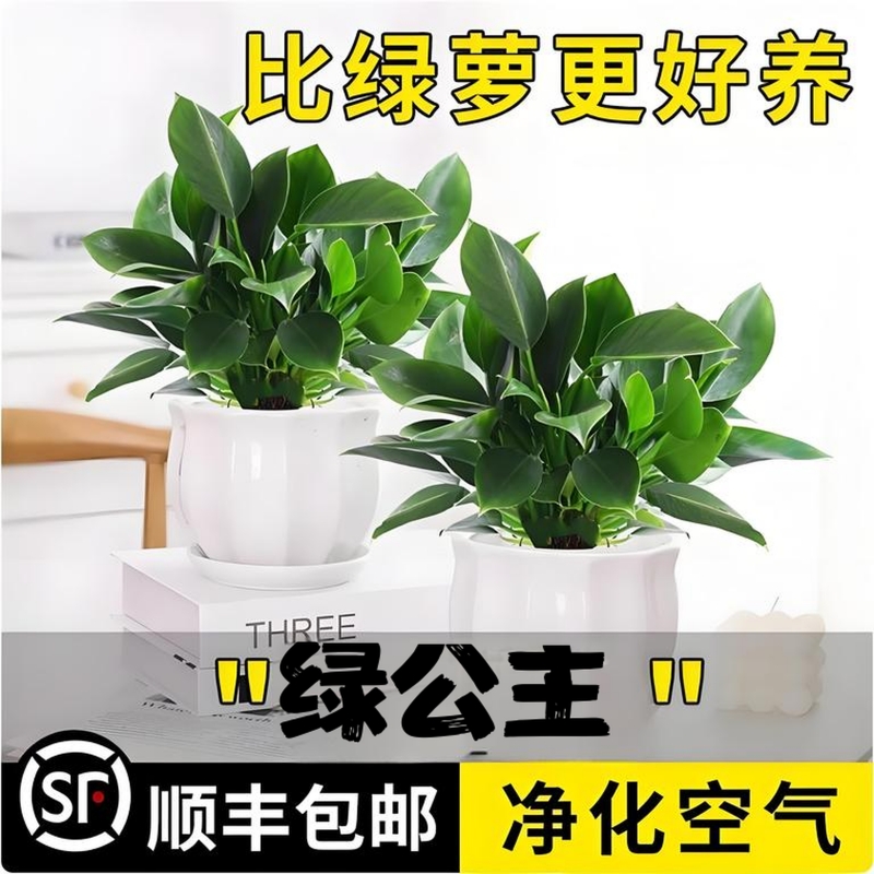 金钻盆栽植物绿公主水培办公室万年青绿植除甲醛多肉室内花卉易活