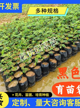 育苗袋桉树水果育苗袋槟榔营养袋黑色一次性加厚种植袋树苗营养袋