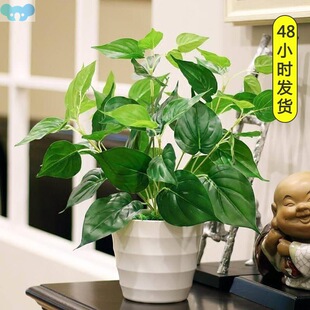 Plants potted fake plants small plants green plants indoor跨