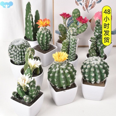 Simulation Green Plant Cactus Cactus Fleshy Flower跨境代
