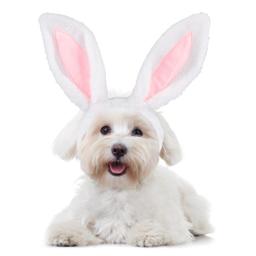 1PC Bunny Ears Pet Headband Cute Dog Rabbit Ears Headwear跨