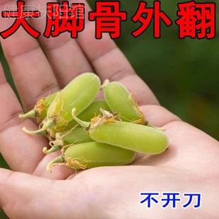 万人已矫正 拇指外翻矫正器治大母脚趾外翻分趾矫正器专用贴ZC