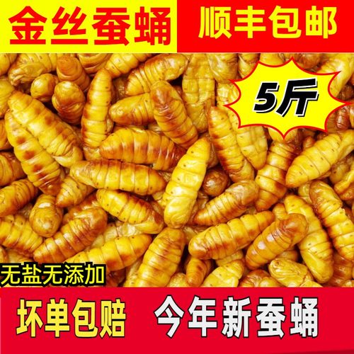金丝蚕蛹山东特产顺丰快递