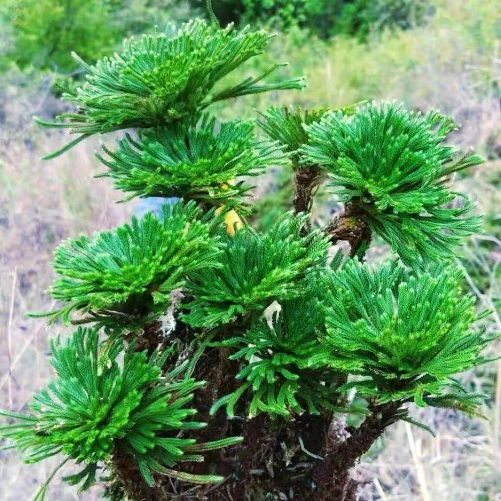 卷柏九死还魂草假山吸水石菖蒲桌面花卉植物微型盆景水培盆栽兰花