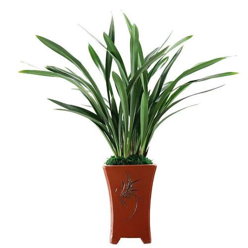 室内花草推荐价格 室内花草推荐图片 星期三